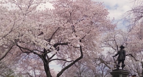 Cherry blossoms in Central Park
